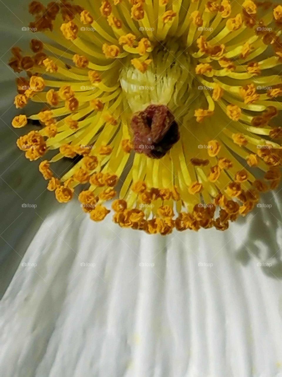 wildflower close-up