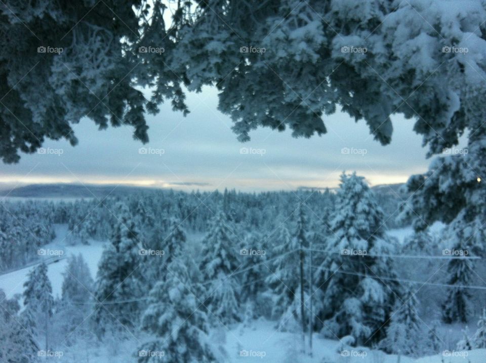 Winter wonderland. A cold wind was blowing from the north, & it made the trees rustle like living things.George R.R. Martin, A Game of T