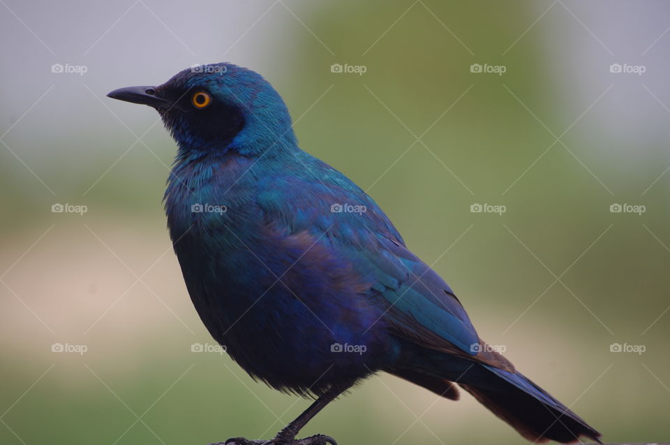 South African starling