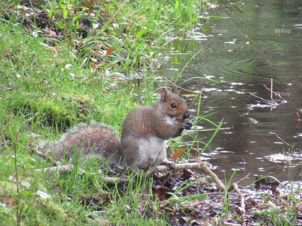 Squirrel eating