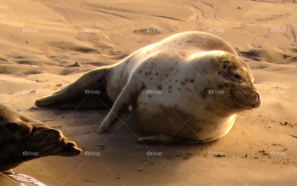 cute seal