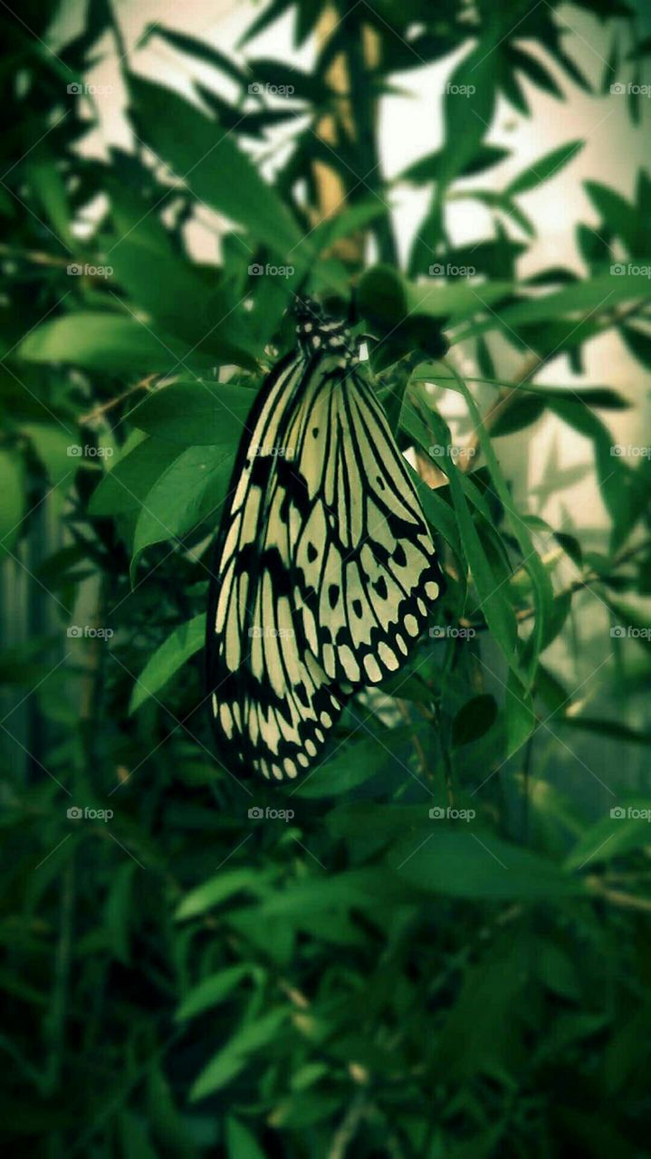 Butterfly with heart pattern