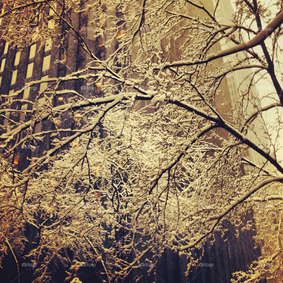 Snow on a tree