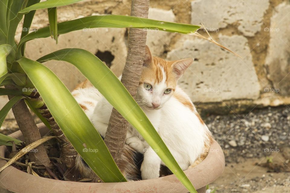 Little cat in a pot with flower