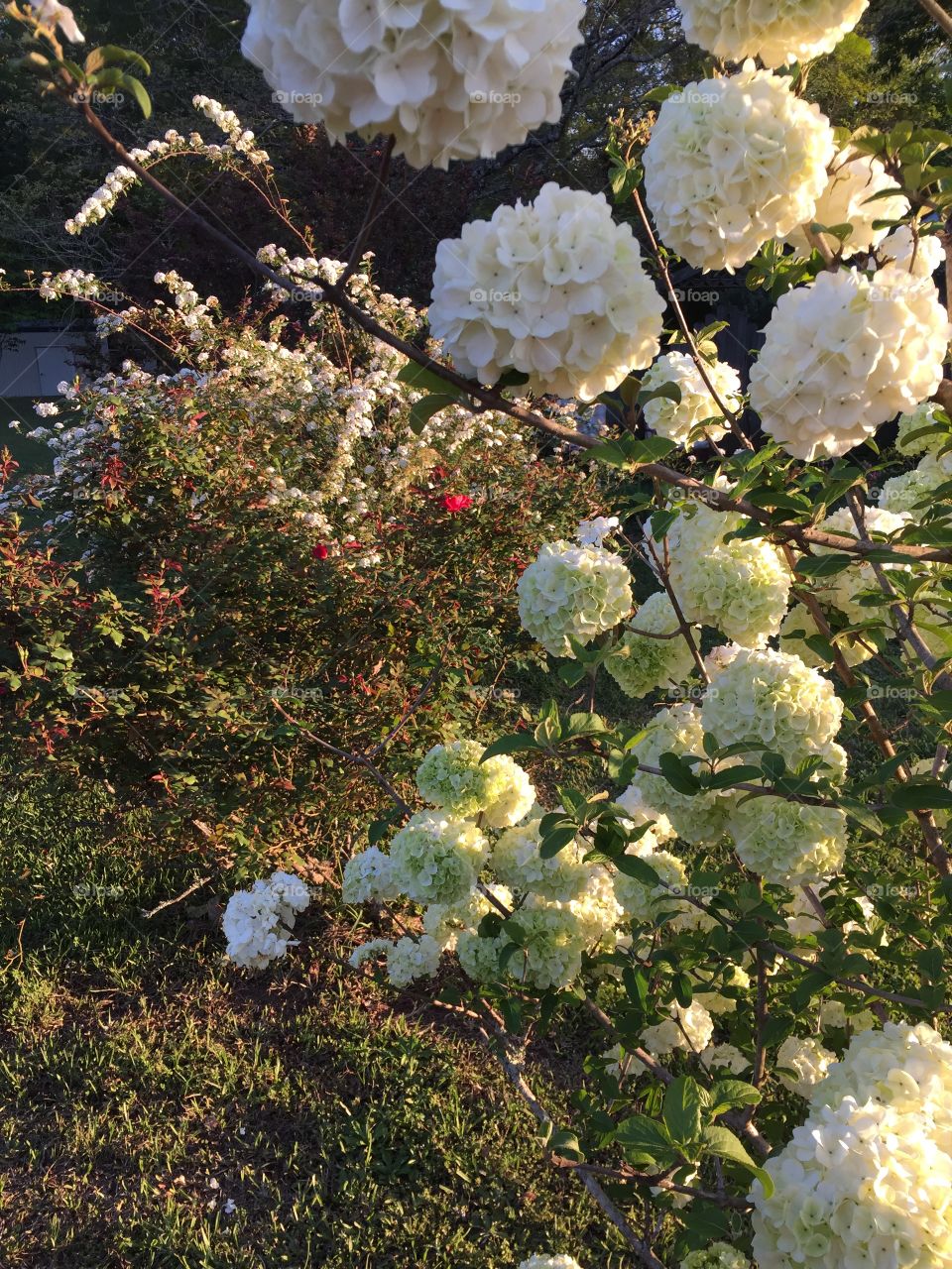Snowball bush with rose bush leaves on the bush next to it.