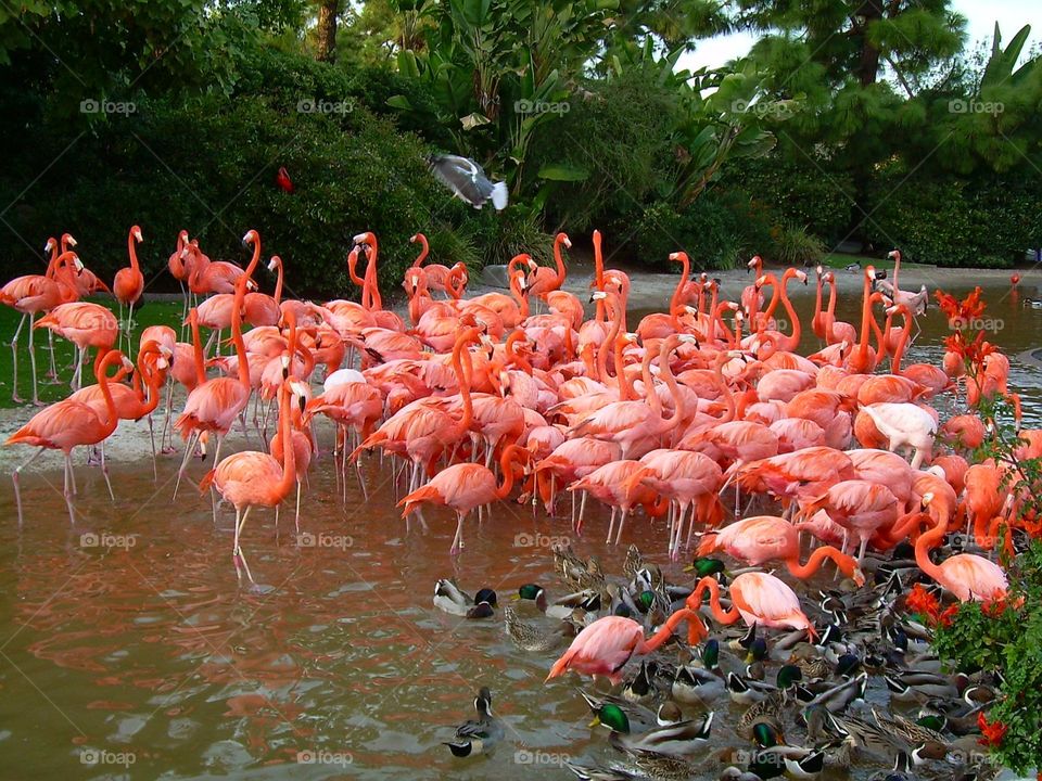 Pink flamingos