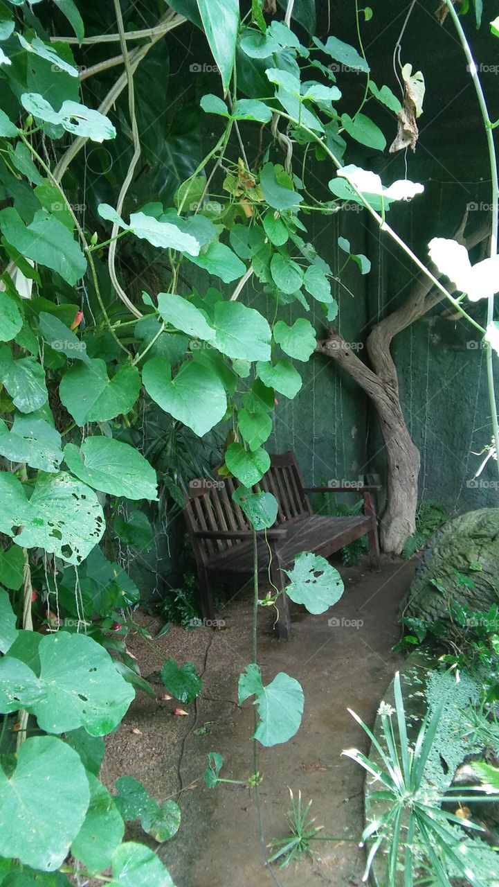 hidden bench rest plants Tropical trees garden