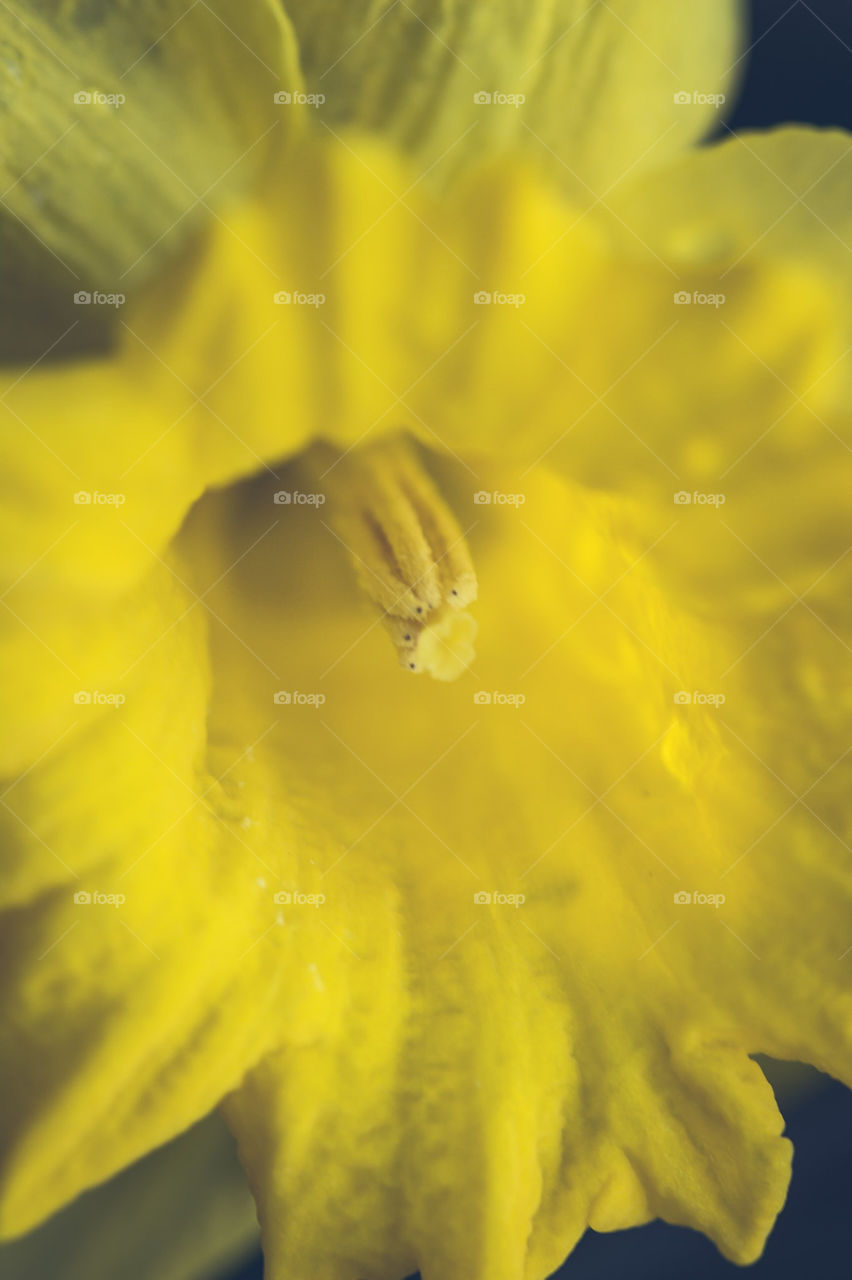 macro of inside a daffodil