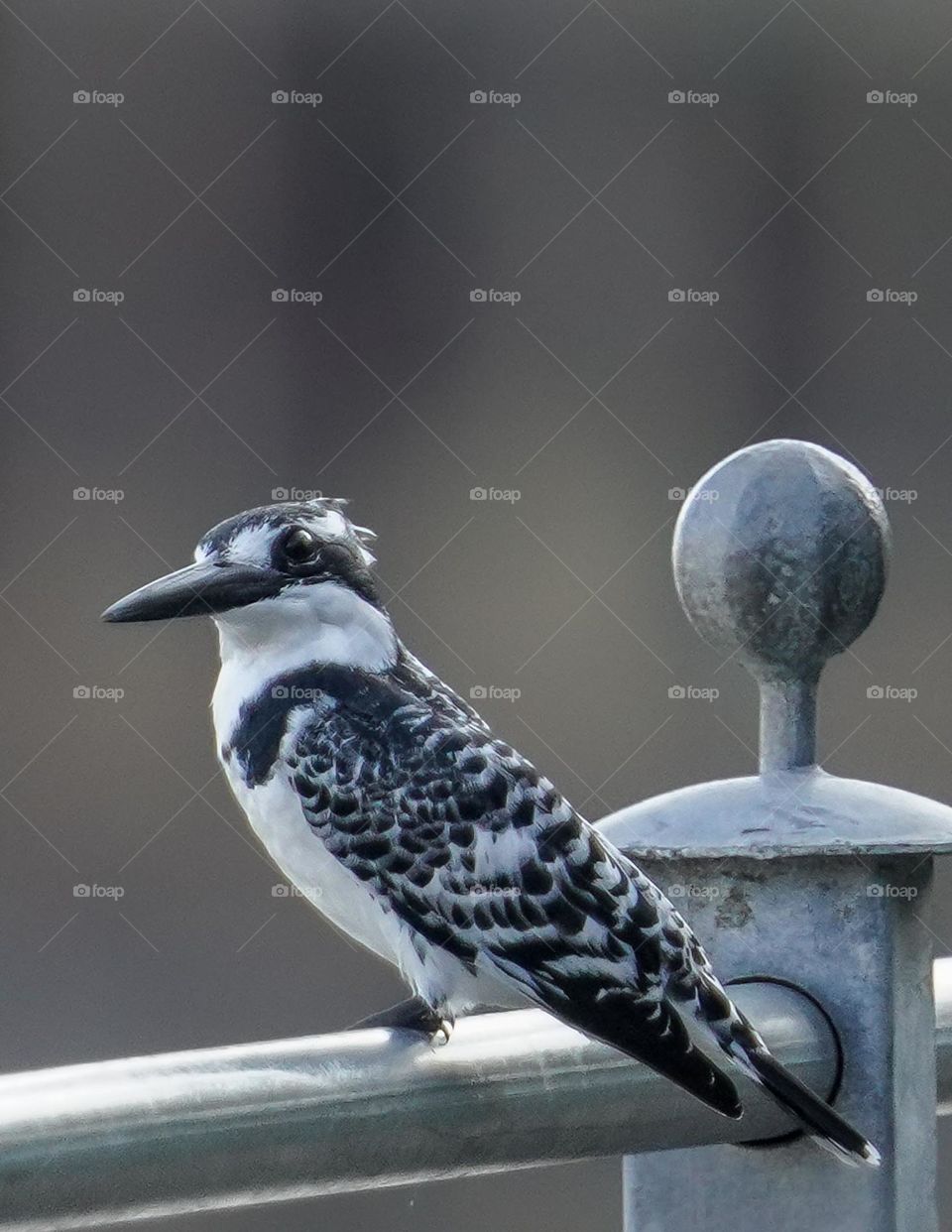kingfisher camouflage
