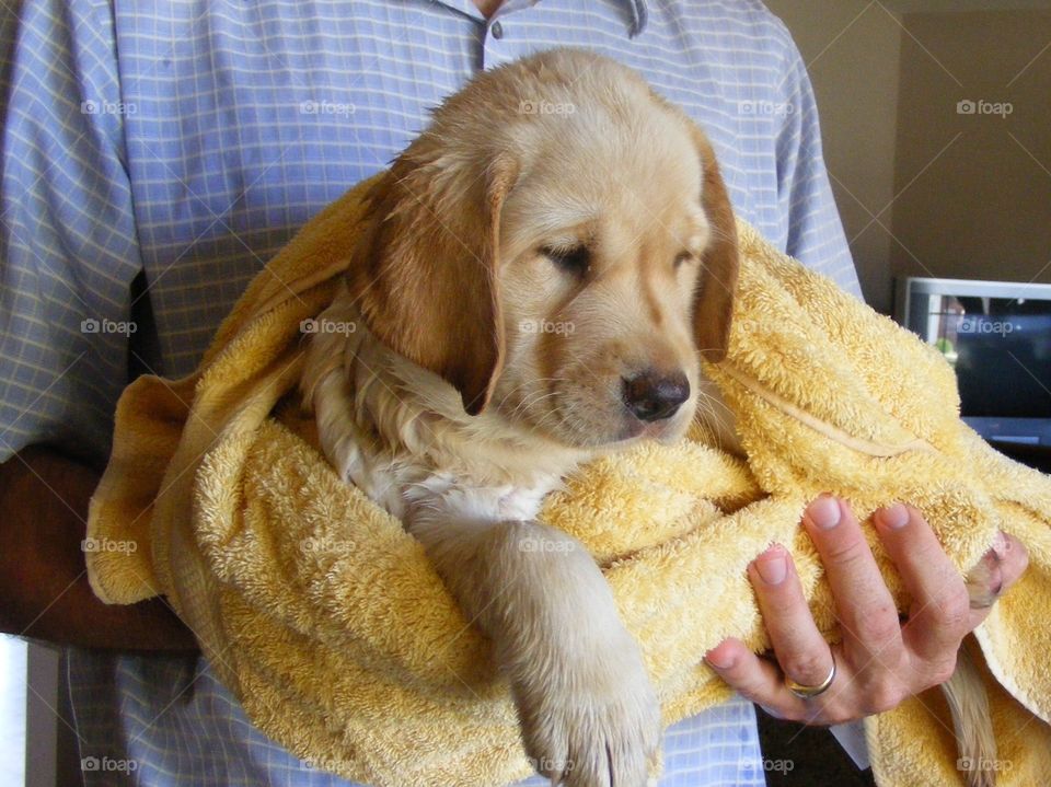 Wet puppy after his bath, wrapped in a towel.