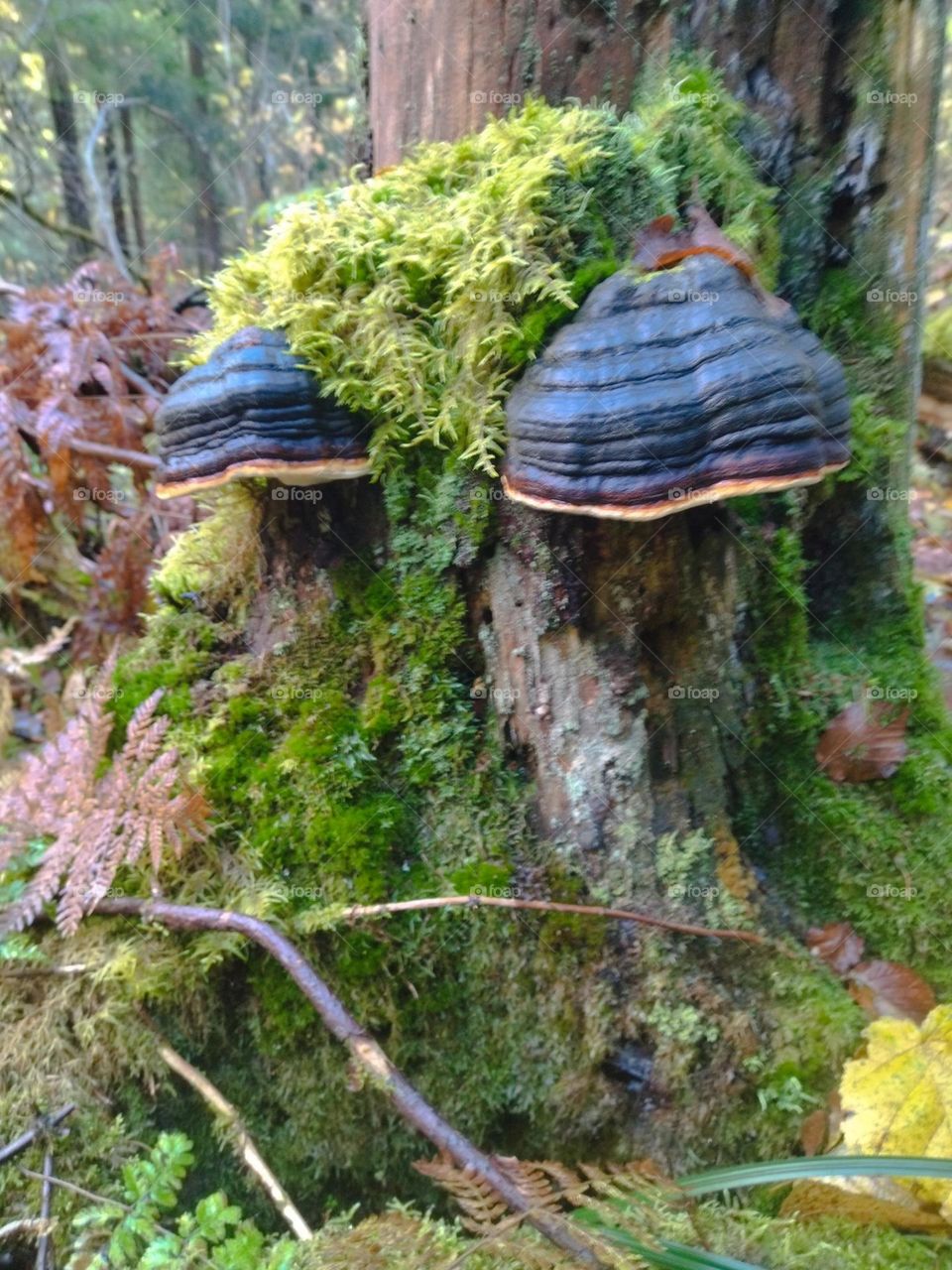 трутовики природа