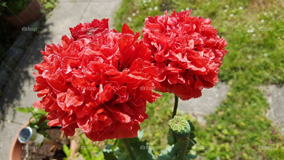 Mohn Haşşaş