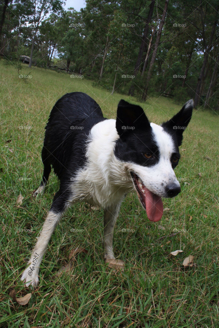 Friendly visitor. Friendly dog at camping 