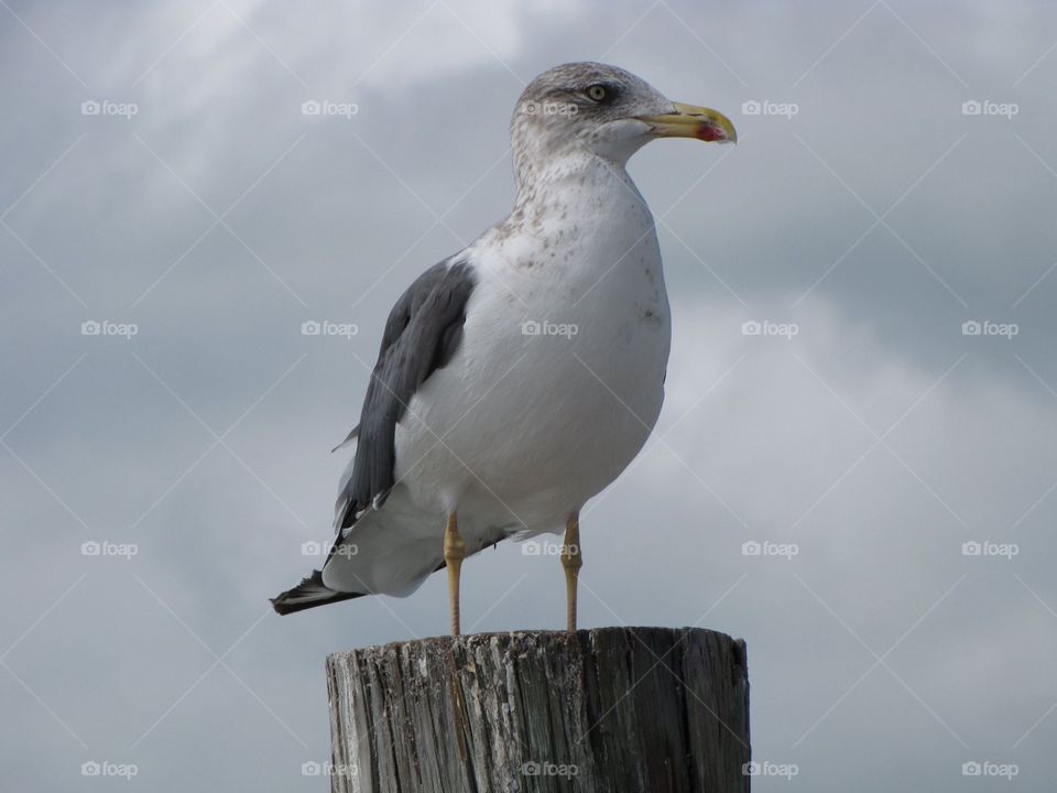 Seagull looking over the ocean 