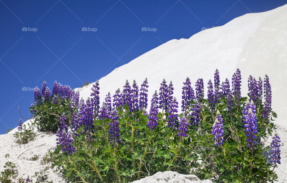 Close-up of lupins on sand