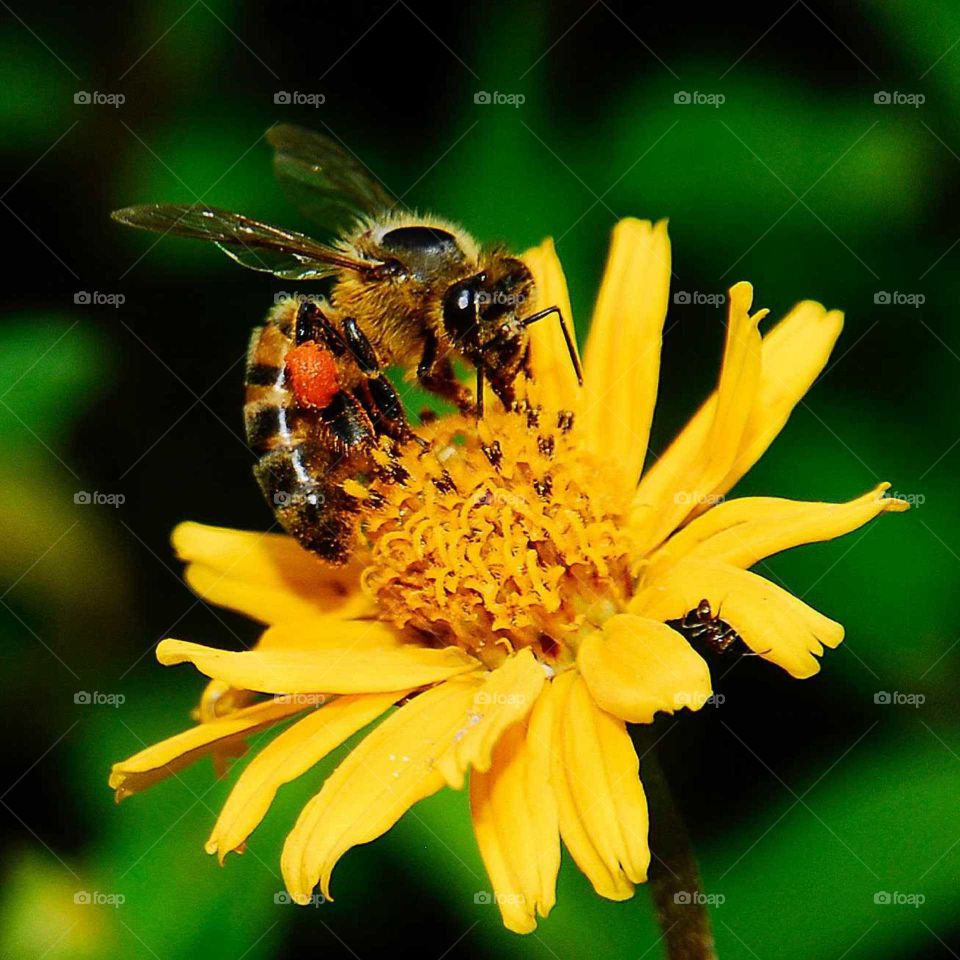 a lovely bee on the yellow flower