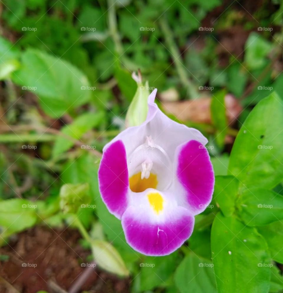 Barbie style pink colour flower