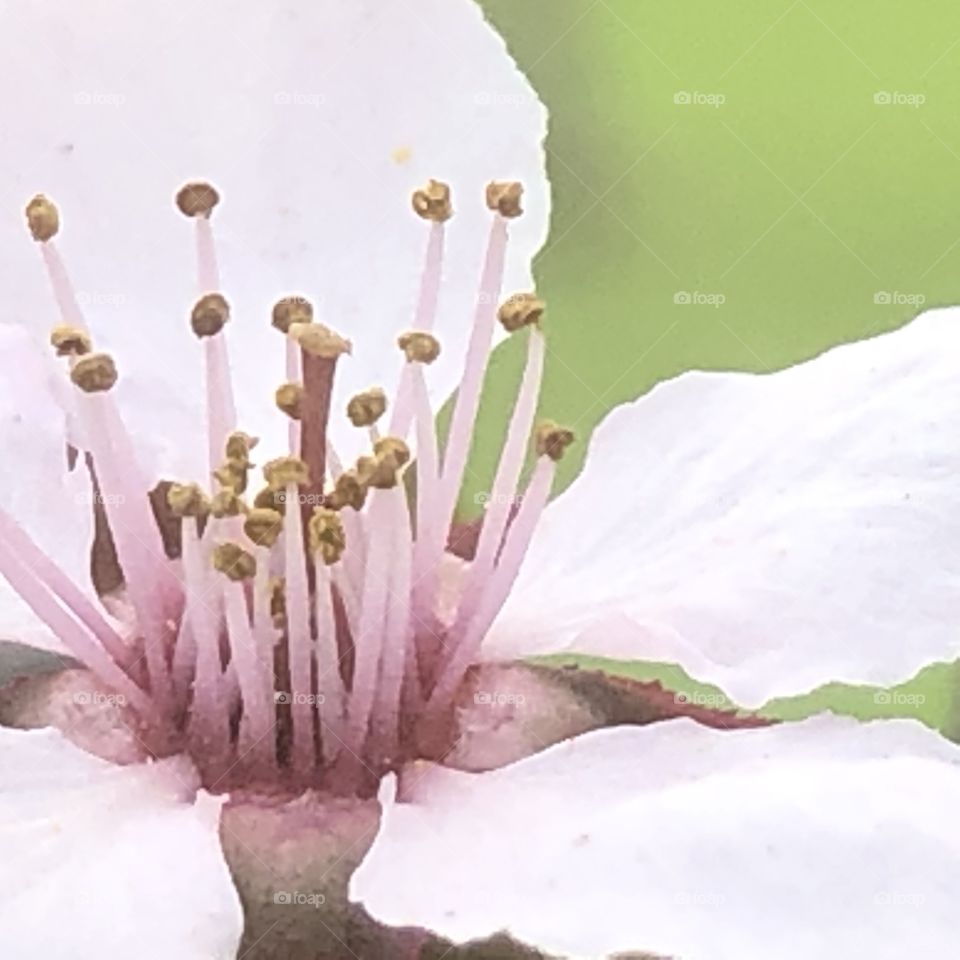 Cherry tree blossom flower