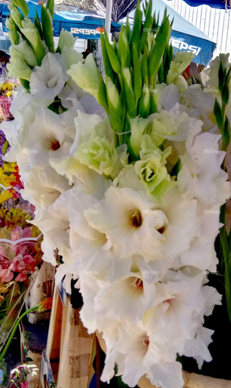 Bouquet, Flower, No Person, Nature, Easter