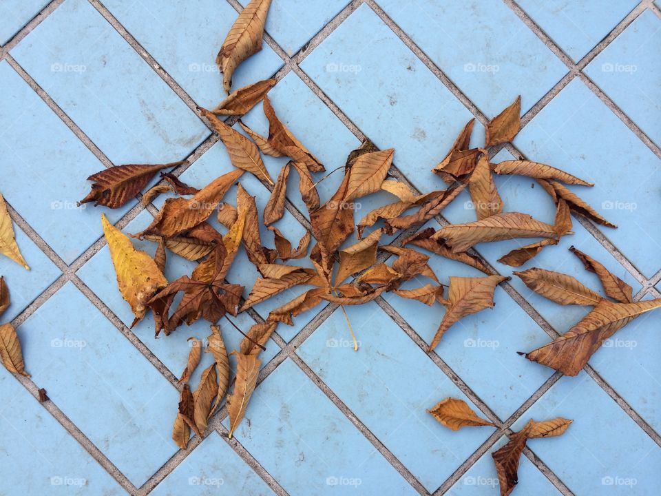 No Person, Wall, Pattern, Invertebrate, Desktop