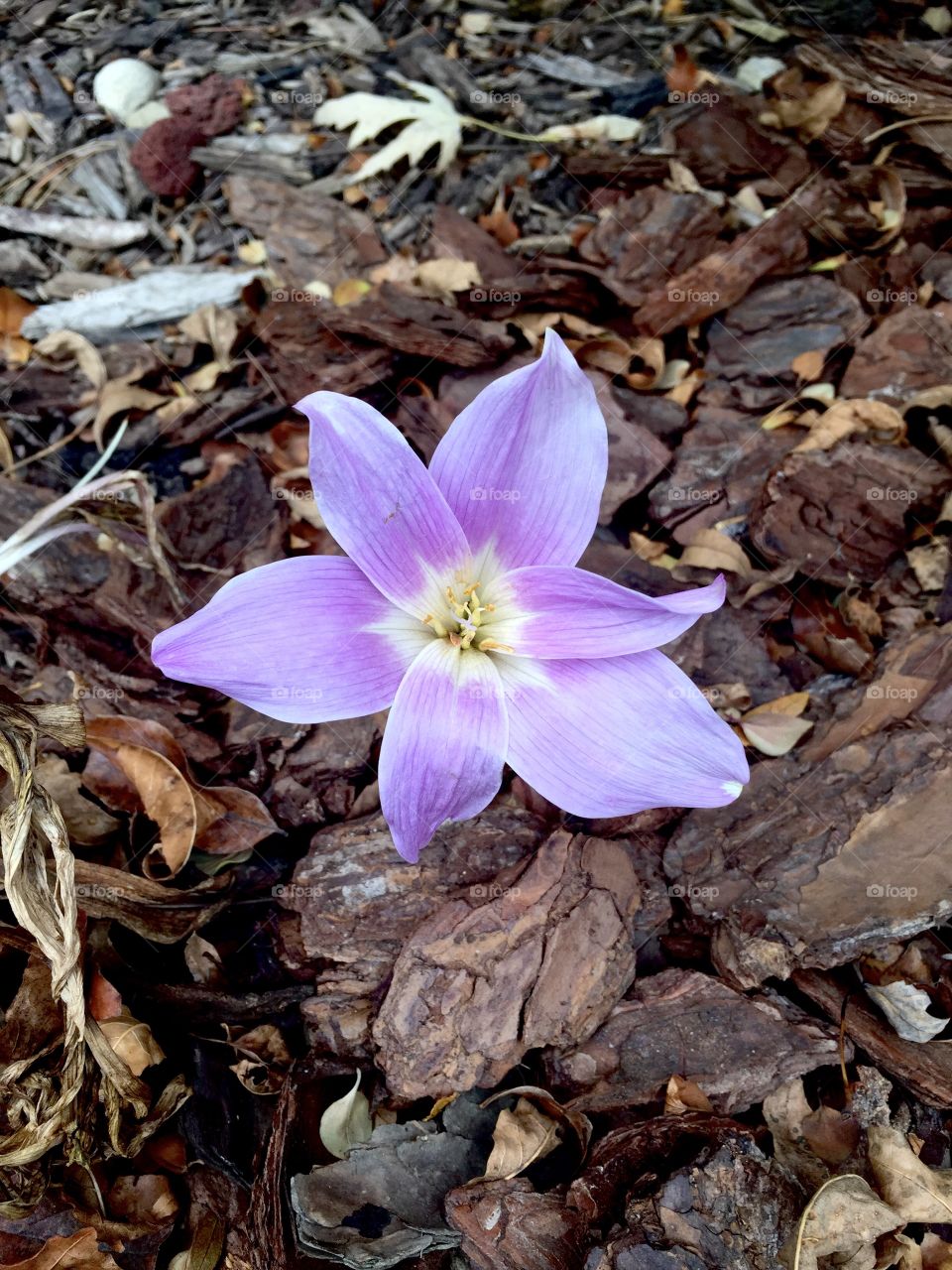 There, in the middle of nothing I saw this one purple shadow out of the corner of my eye and I thought, how magnificent is it that even amongst all the dirt and darkness could emerge such a beautiful flower.  Nature never seizes to amaze me 🌾✨