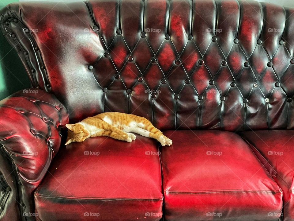 an adorable cat is sleeping on a red sofa