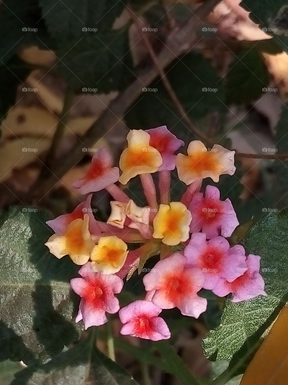 flowers gorochan