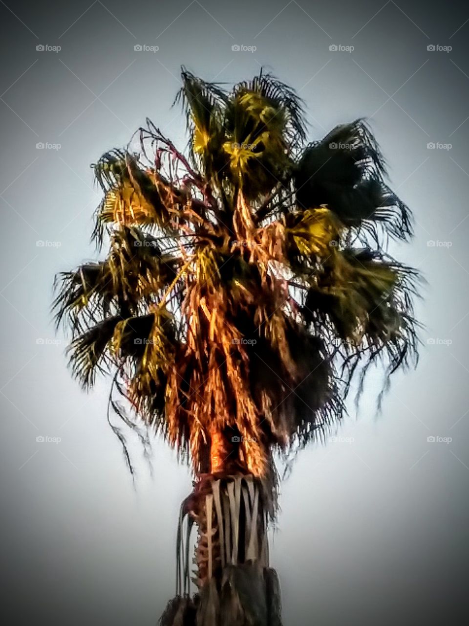 Palm Tree Vignette