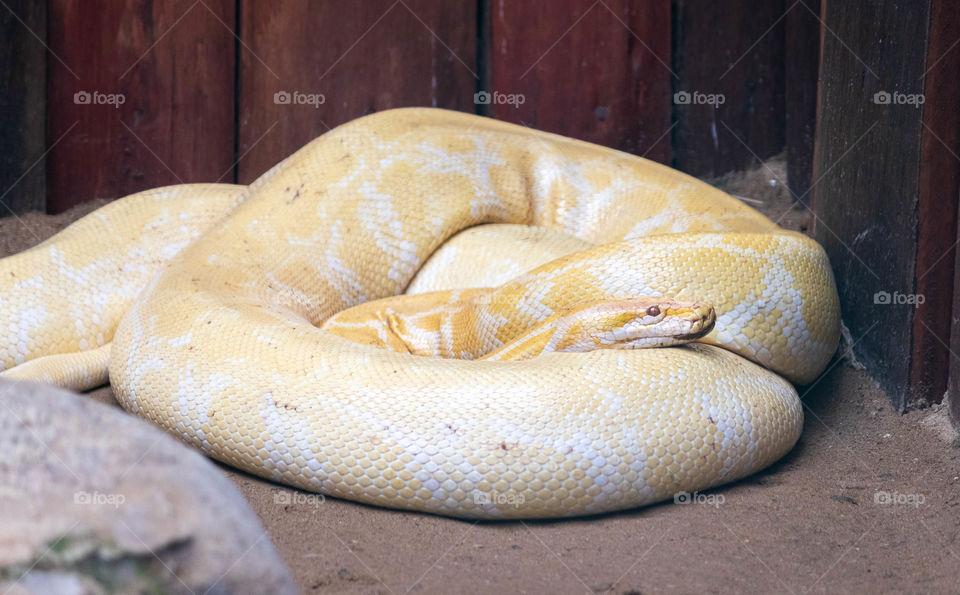 Snake albino piton rests wrapped