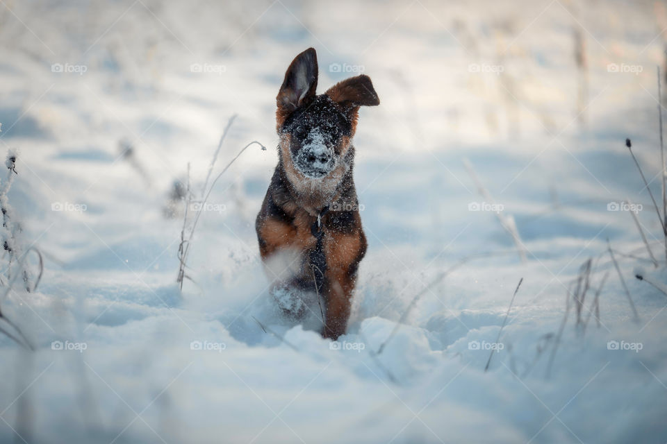 German shepherd portrait in a winter park 