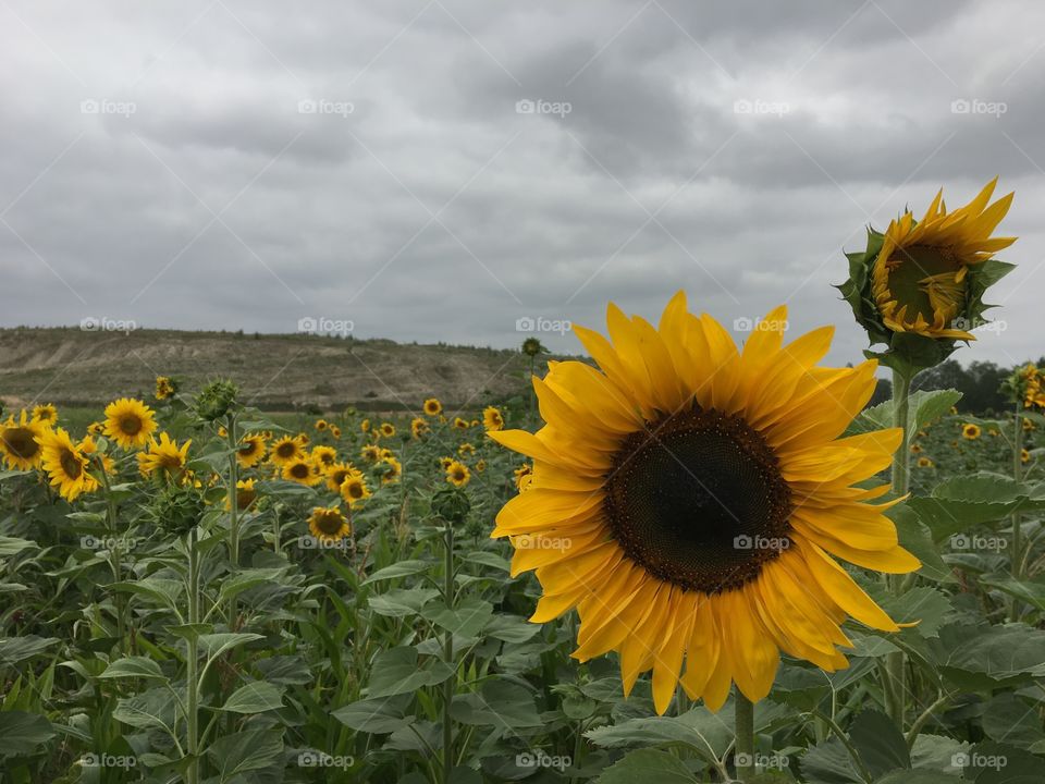 Sunflower