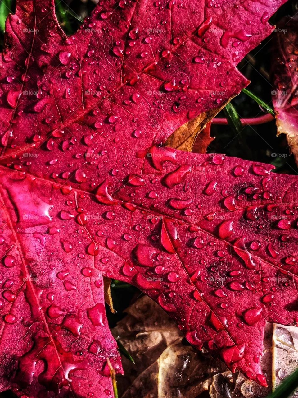 Leaf