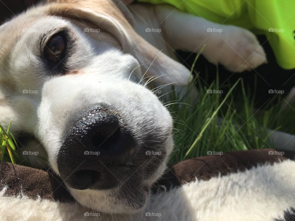 Lucy our beagle enjoying some sun bathing in the back yard. 