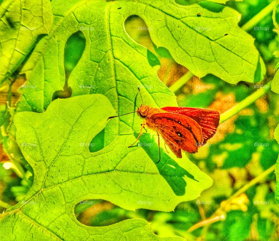 A butterfly on green leaves
