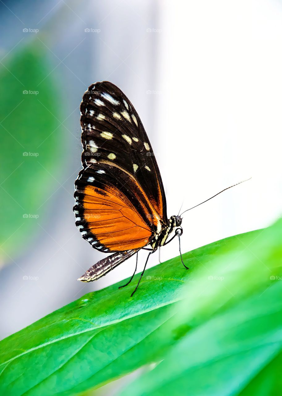 Close up butterfly on leaf in the middle of nature