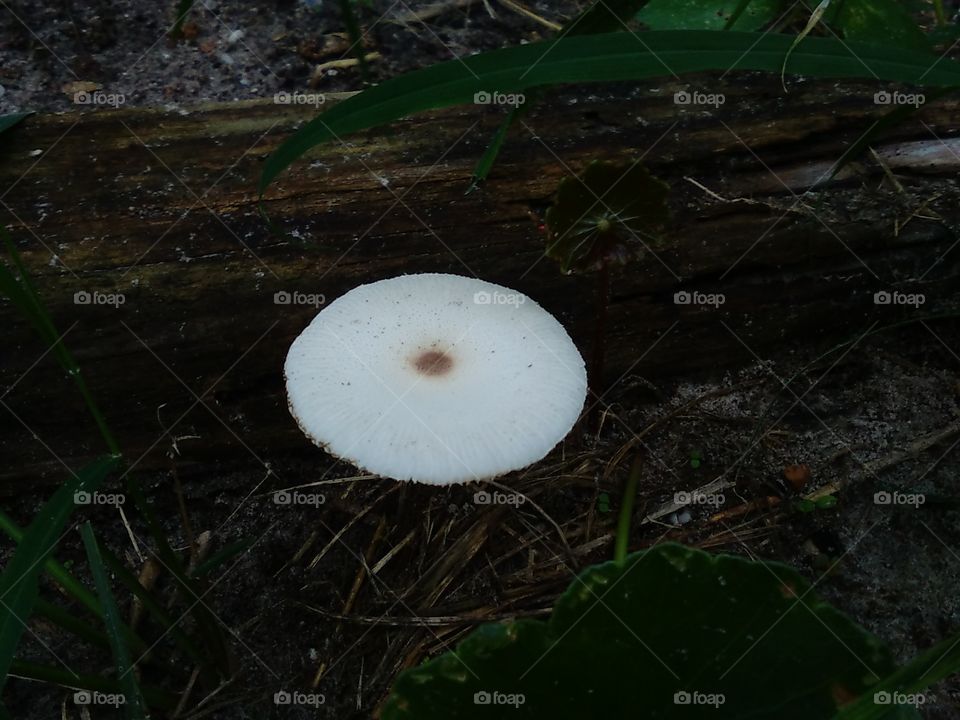 Lonely White Mushroom