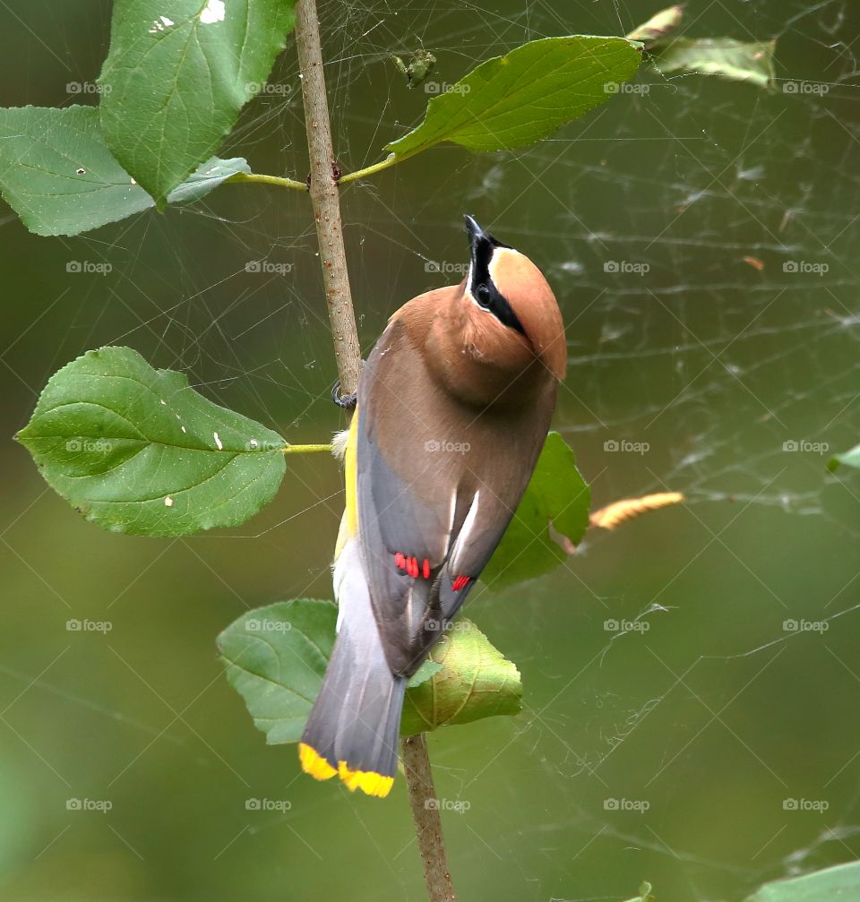 cedar waxwing