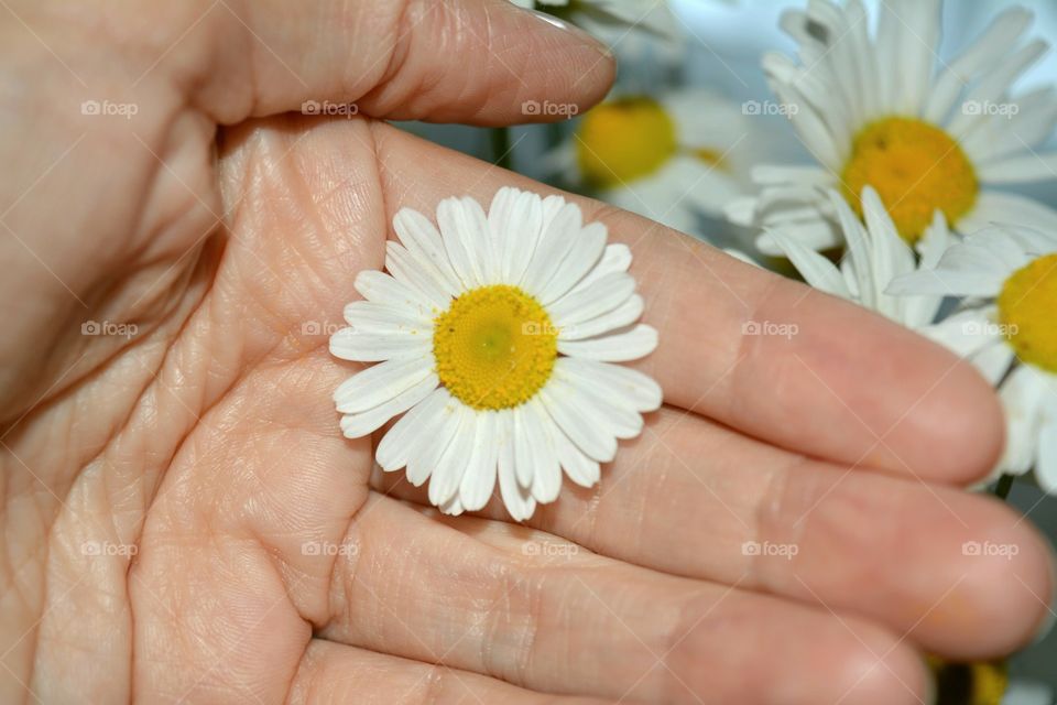 Hand, Closeup, Flower, Nature, Chamomile