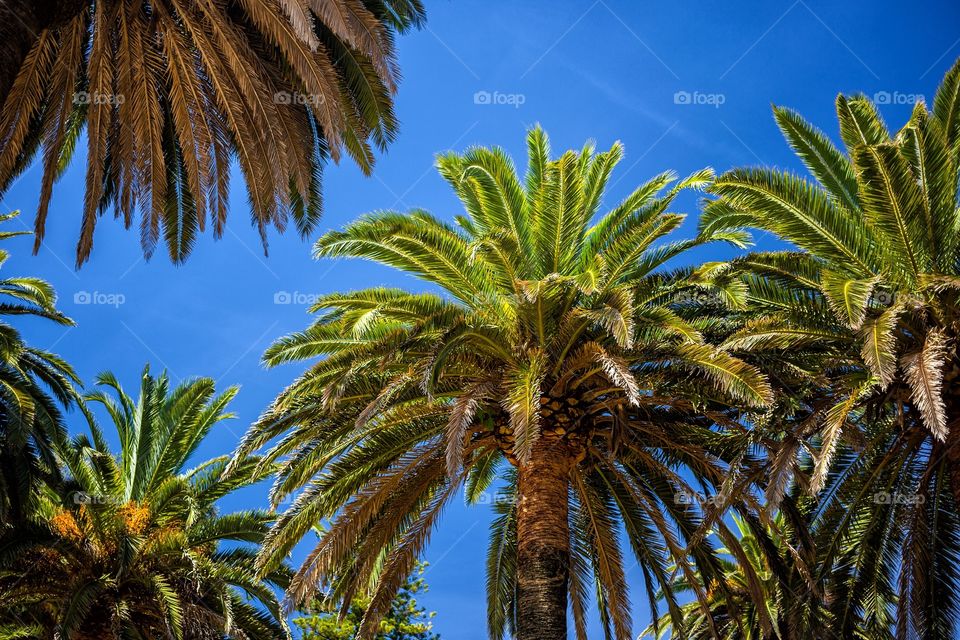 palms