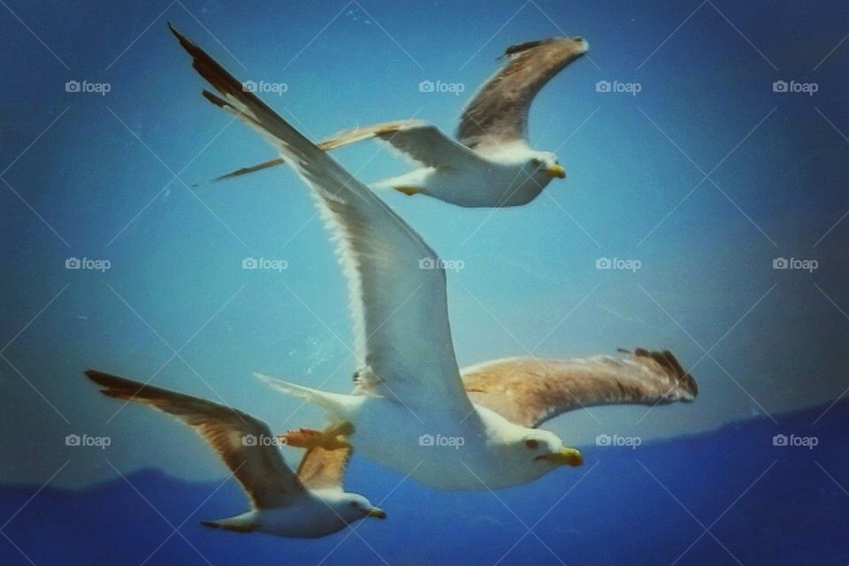 Flying Seagulls