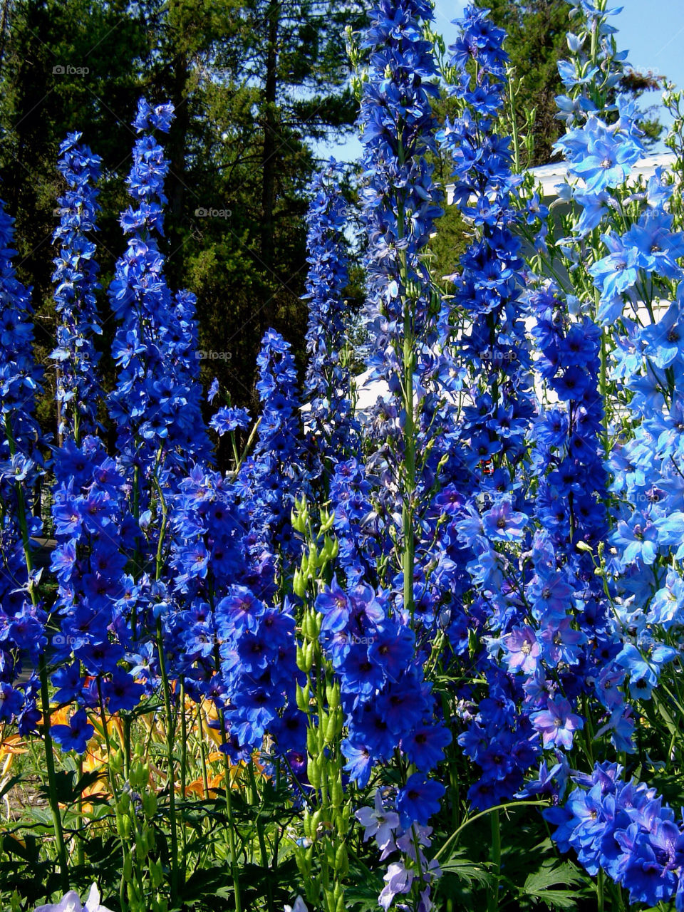 flower blue foliage by refocusphoto