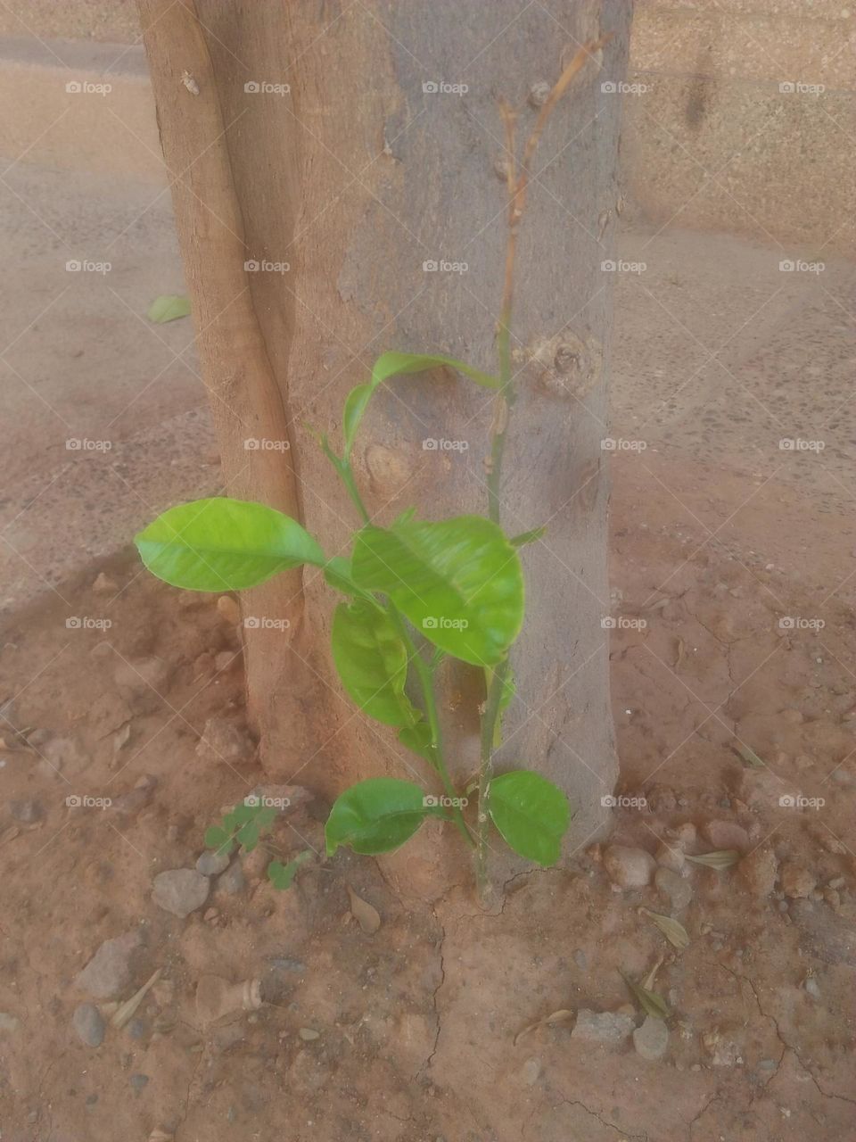 Beautiful green plants