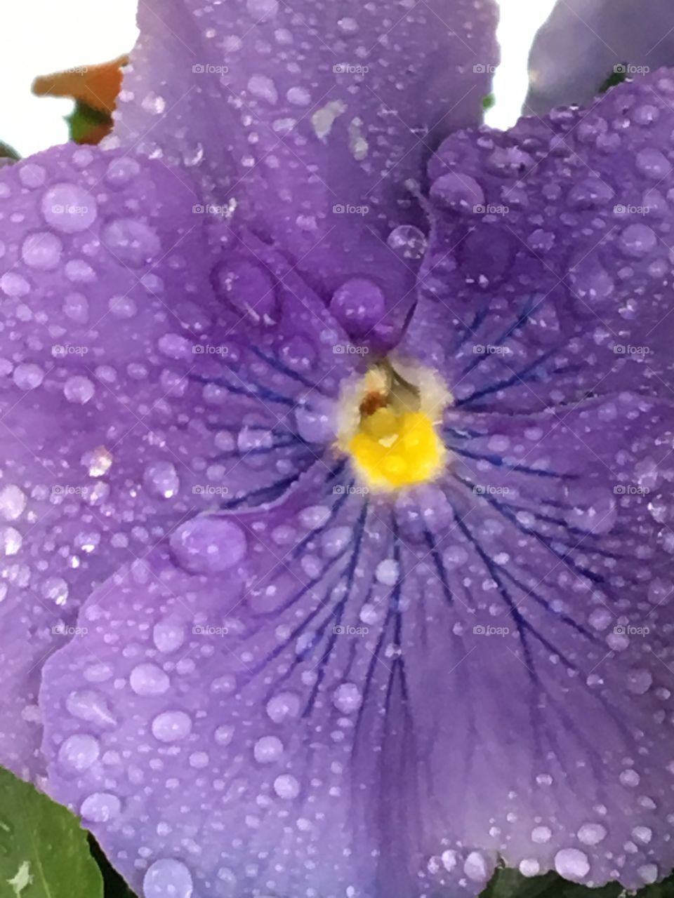 Purple pansy with rain drops 