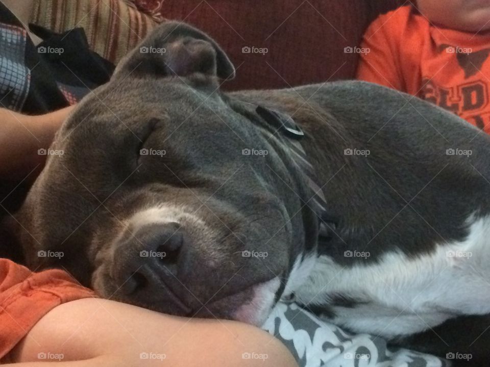 Puppy sleeping on kids lap