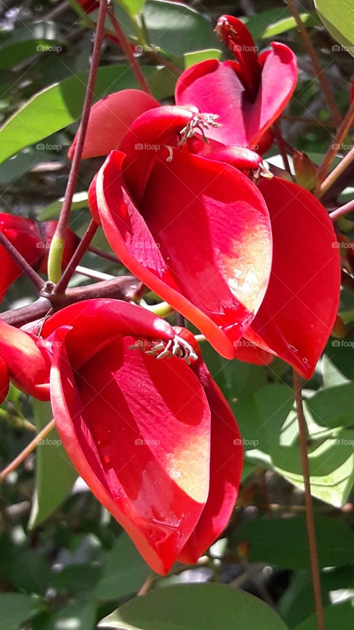 Red flowers are always lovable but it must be attractive.