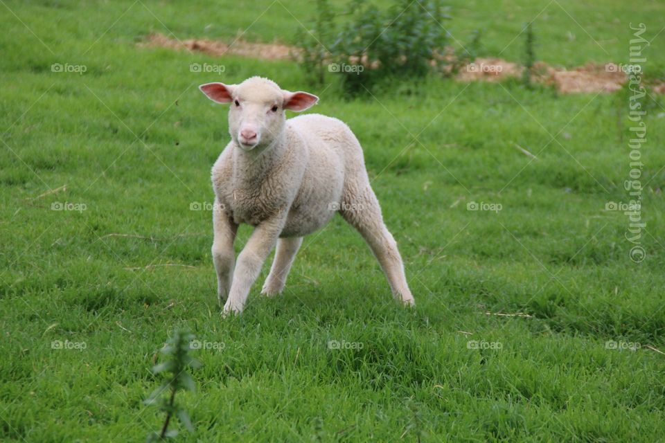 X bred lamb