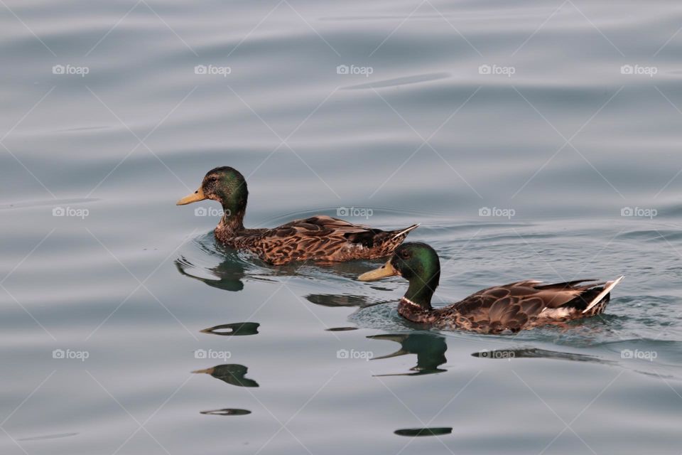 ducks out for a swim