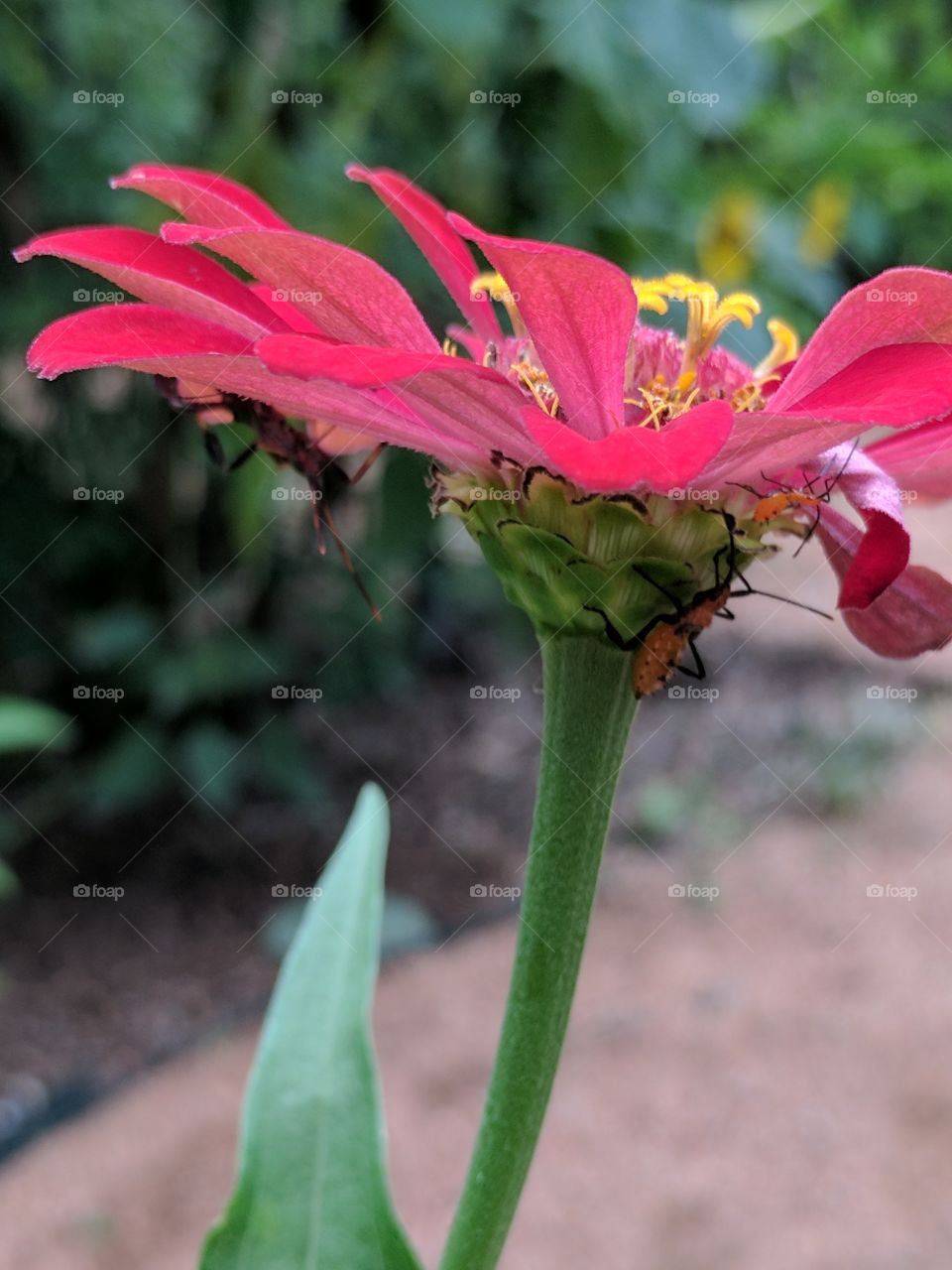 bugs invading a Mexican sunflower
