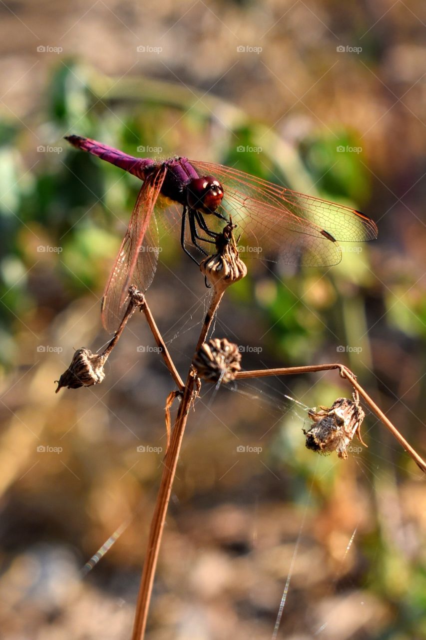 Red dragonfly