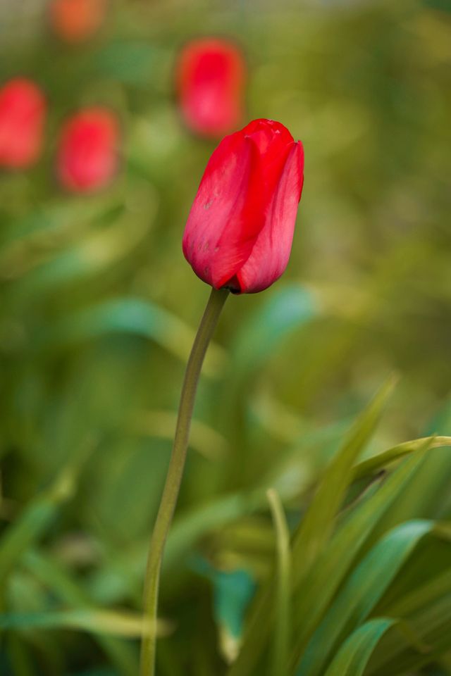 Beautiful Spring